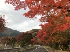 紅葉が素晴らしい！