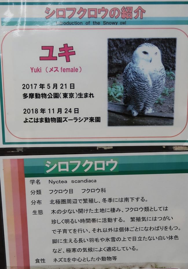横浜-4 動物園d ZOORASIA アマゾンの密林 ☆シロフクロウ