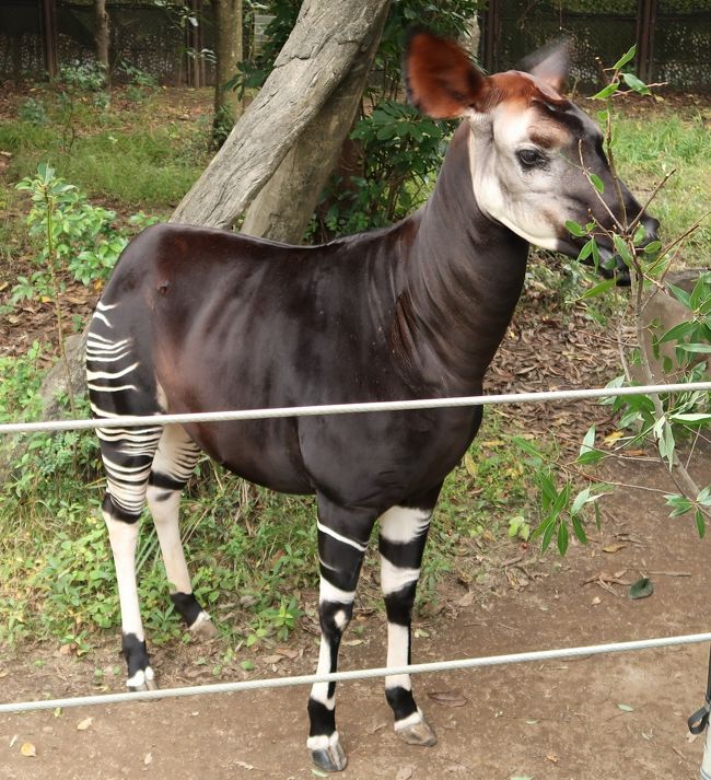 珍獣動物園（仮） 珍獣動物園 全5種／1回300円｜カプセルフィギュア｜海洋堂