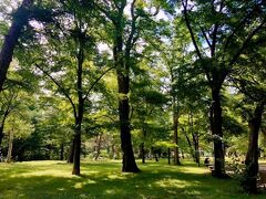 北海道神宮入口の森。