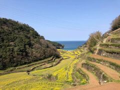 浜野浦の棚田。