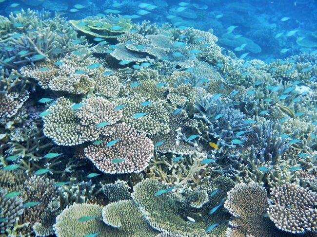 石垣島 川平湾でマンタシュノーケルに行ってみたら 美しい珊瑚礁 石垣島 沖縄県 の旅行記 ブログ By えみりさん フォートラベル