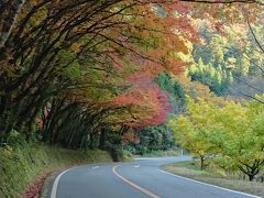 一目八景から少し歩いたところにある駐車場の向かい側の“ひさしもみじ”という紅葉並木