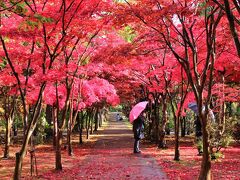 札幌市の平岡樹芸センターを訪れました。庭園の紅葉スポットとして有名な場所です。着いたときは土砂降りの雨だったので、いつもなら多くのお客さんで賑わう場所ですが、この日はお客さんも少なく駐車場もゆったり停めることができました。でも、雨はいつ収まるのだろうと思いながら待ちました。