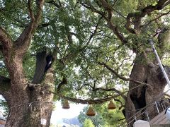 山王神社の大クス