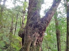 ただ、その幹の太さ。苔が纏わりついている幹。素晴らしい巨木です。
