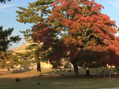 鹿が遊ぶ紅葉の奈良公園。奥に、奈良国立博物館の「なら仏像館」が見えます。
明治時代に建てられたルネサンス様式の洋館。

かつて、この建物と大通りを挟んだ向かいに「日吉館」がありました。文人や研究者が多く泊まった伝説の安宿です。
学生時代、和辻哲郎の「古寺巡礼」を携えて連日寺巡りのゼミ旅行で泊まりましたが、2階の窓からこの洋館がよく見えていたのを、急に思い出しました。