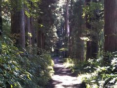 旧街道の杉並木を歩いて恩賜箱根公園へ。
