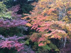 仁王門から下を見下ろしたら見事な色彩の紅葉。