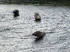 別府タワーあたりの海沿いを少し行き「べっぷ鶴見岳一気登山」というコースがあったので、町中を流れている境川沿いをそのコースを山に向かって行くと川にはカモがいました。