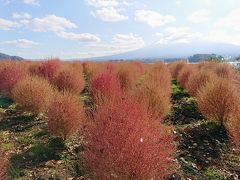 続いてやって来たのは、もみじ回廊ともみじトンネルの中間にある、大石公園です。
コキアが有名なんですかね？
