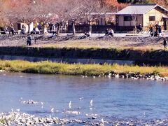 カメラを最大ズームにして撮りました。
水鳥です。
京都って・・意外と水鳥多いんですねぇ。
大阪は・・やっぱり都会なだけあって、鳥さんも住めないのかしら・・
鳥さんを撮ったのですが、
うまく紅葉の一部が入って綺麗☆　嬉しい☆
”中ノ島（”桂川”の中にあります）”ですね。