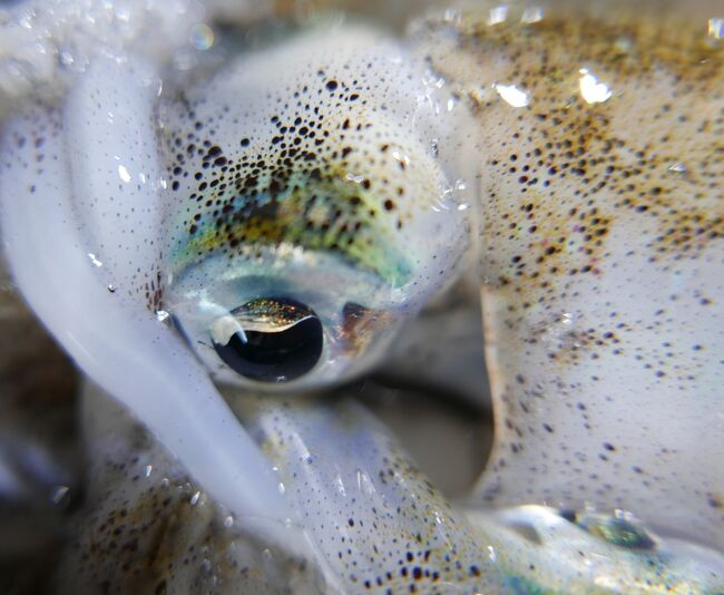 斑点模様が動いています。