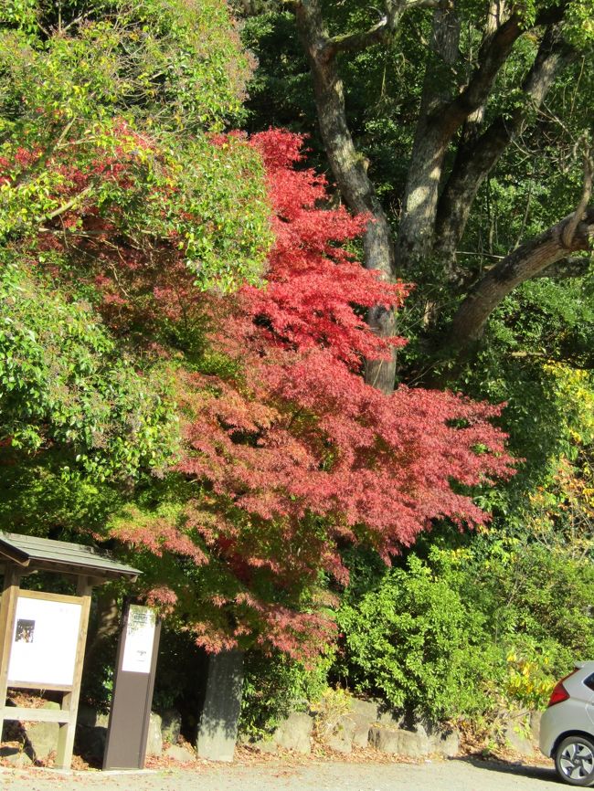 鳥居の先のもみじ。