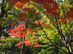 久良岐公園にやってきました。紅葉が美しい。