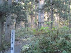 羽黒山の爺スギ