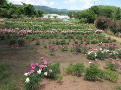 境内の外にも芍薬薗が広がります．