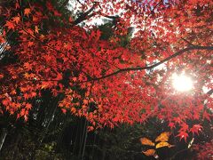 紅葉がきれいです。