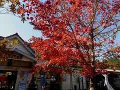 養老渓谷駅のもみじ