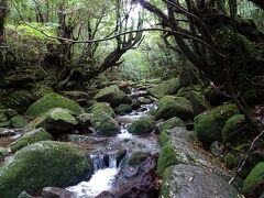 苔むす沢