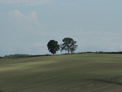 走り始めると、再び親子の木の姿が。