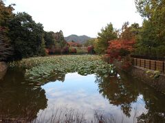 小倉池
蓮の花の時期では無いけれど葉っぱが青々としていてきれいでした。