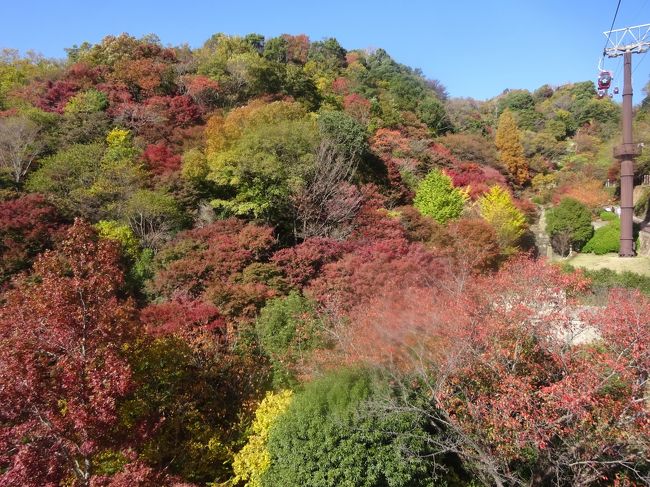 年11月神戸 紅葉の布引ﾊｰﾌﾞ園 香りの資料館 展望ﾌﾟﾗｻﾞ ｸﾞﾗｽﾊｳｽ 布引ﾀﾞﾑ 北野散策 ﾗｲﾝの館等 神戸 兵庫県 の旅行記 ブログ By 愛猫シロネコさん フォートラベル