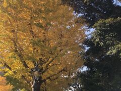 銀杏の木

Ginkgo tree