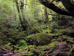 再び、苔むす森。

帰りは、横向きの写真でうまく撮影できました。