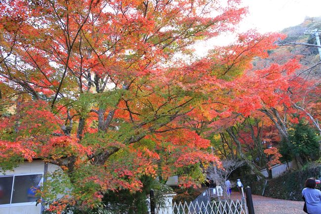 牛滝山　大威徳寺の紅葉