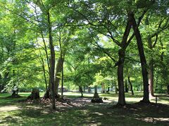 そして、次に私の好きな富良野市郊外の鳥沼公園まで来ました。緑がいっぱいで遊具や人工物はなく、いつ行っても訪れる観光客はほとんどいません。本当に静かで風と葉擦れの音が心地よい空間です。