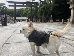 お次は福男で有名な西宮神社。
尼崎出身の愛犬は毎回参拝します。