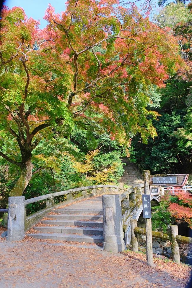 勝尾寺から箕面の滝まで 秋の箕面を満喫 箕面 大阪 の旅行記 ブログ By Akikoさん フォートラベル 勝尾寺から箕面の滝まで 秋の箕面を満喫 箕面 大阪 の旅行記 ブログ By Akikoさん フォートラベル