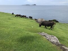 呼子大橋を渡って加部島北端の杉ノ原放牧場へ。道幅が狭く対向車が来たらとても離合できそうにないので、手前に駐車して歩いて散策します。

牛飼いの我が家はどこへ出かけても牛が気になります。