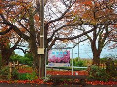 そして、もぅ少し走ったところで能登鹿島駅です。
この駅は桜の木々が植樹されているのですが、秋は秋で色付いており良いですね&#127809;