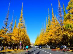 道路脇のイチョウは黄色くなってちょうど見頃って感じ。