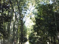 天龍寺から徒歩で竹林の方へ向かいます。
憧れてた竹林。
この日も暑かったので、とても涼しい散歩道。
ベトナム人がなぜか沢山いました。