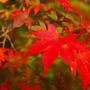 湖東三山（西明寺）の紅葉と金剛苑