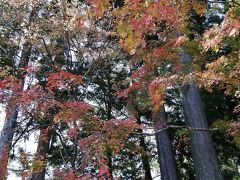 紅葉で有名な長安寺へ。竹林も見事。犬も散歩できます。