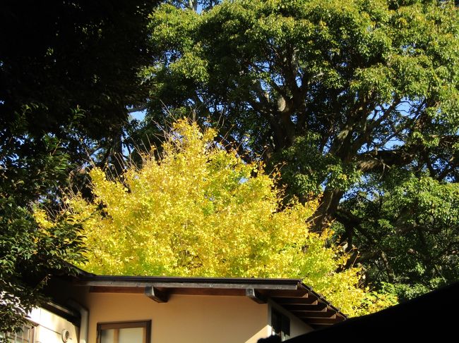 鎌倉宮の銀杏紅葉（11/22）。