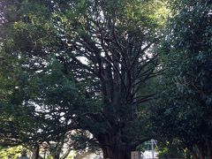 ご神木の梛（ナギ）の木 。天然記念物。
平重盛の手植と伝えられ、樹齢800年。