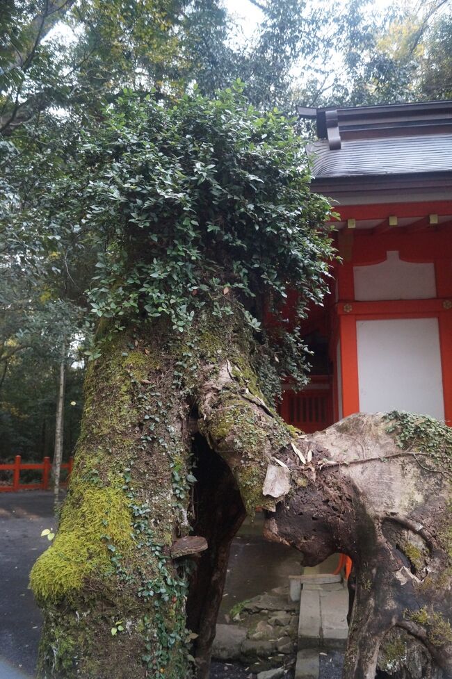 宇佐神宮は明治40年と昭和16年に大改修工<br />事が行われている。<br /><br />その際に２度とも石棺が目撃されている。<br />石棺を目撃した人には箝口令が敷かれ、口<br />外されなかったという。<br /><br />しかし、推理小説家の高木彬光は昭和16<br />年の工事で石棺を目撃した人に会って話<br />を聞いており、それを『邪馬台国の秘密』<br />という本に書いている。<br /><br />それによると、石棺は長さ約２メートル、<br />幅約１メートル。蓋は真っ平なものだっ<br />たという。<br /><br />弥生時代は死者を甕棺に入れて葬ってい<br />た。奴国においても同様である。だから<br />石棺となると、もう少し後の時代になる<br />気がするのだが。<br /><br />