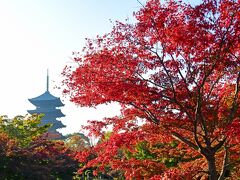 京都の紅葉は、日本の秋を代表する風景の一つだ。これまで東福寺などの紅葉は眺めたが、多くは見逃している。今年はコロナの影響で、少しは混雑が少ないかもしれないので、チャンスがあれば訪れようと考えた。予定した時期は11月下旬（休日などを避けると24-26日）で、洛東中心のプランを練っていた。好天を狙って出かけるためと、コロナリスクを減らすために、日帰りの計画だ。名古屋から京都まで新幹線で35分ほどなのだから。

「そうだ京都、行こう」の紅葉情報を見ていると、予想より紅葉の進みが早いようだ。目的とした場所が見頃とか、ほぼ見頃になってきた。一方、コロナ感染は拡大している。これは早めに行った方がいいと決断した。行きたい場所が増えてきたので時間節約のため、コロナ対策を兼ねてタクシーをチャーターすることにした。2日前の電話でＭＫタクシーさんを確保できたので、やはりコロナの時代である。

2020年11月17日（火）8時8分に京都に着いた。運転手さんが改札口で出迎えて下さった。乗り込んだタクシーは大きな車で、客席と運転手席がビニールシートで区切られ、安心だ。

まず京都駅の近くにある東寺へ。まさに見頃の紅葉の向こうに五重塔がそびえていた。

