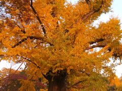 この時点で16時半すぎ。日没と競うように、あらかじめチェックしてあった紅葉がきれいだと言うポイントを駆け足でまわる。
