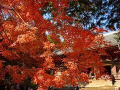 神護寺の紅葉も京都で屈指のものとされている。高雄の山にあり、比較的早く色づく場所でもある。神護寺へは長い道を登っていくようだが、観光タクシーは優遇されていて、お堂が並ぶところの近くまで入れた。

最後の石段を登って金堂に着いた。期待通り、見頃の紅葉があたり一面にある。

