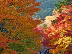 眺めのいいパークウェイを飛ばして嵐山方面に向かい、嵯峨野の二尊院を目指した。

門を入って紅葉の馬場を進んだ。またもや紅葉見頃である。写真を撮ったのは午後2時12分。