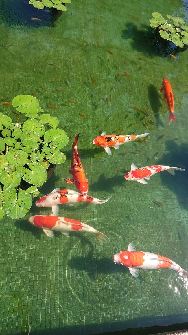 空虚な気持ちでホテルに戻り、バンコクに帰らなきゃならなかったので、急いで支度。<br />少し時間があったから、またメーピン川に行き、ネコを想って……<br />ホテルの錦鯉にも癒された。