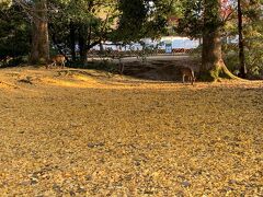 この黄色の絨毯が見たかったとのことです

東大寺