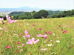 　ちょうどコスモスが見ごろで楽しい時間を過ごしました。