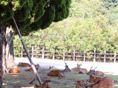 宮島包ヶ浦 自然公園
公園として整備されておりキャンプサイトや宿泊用ケビンなどがある
今年は鹿だけだ